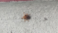 Hemiptera