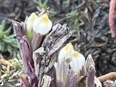 Chloropyron maritimum