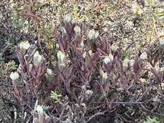 Chloropyron maritimum