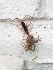 Tachypompilus ferrugineus