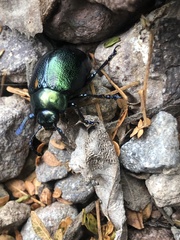 Leptinotarsa behrensi