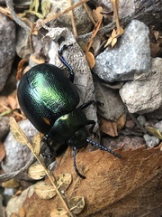 Leptinotarsa behrensi