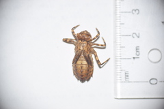 Neurocordulia yamaskanensis