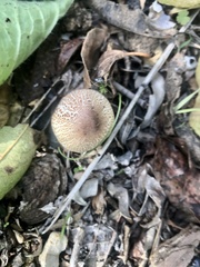 Lepiota cristata