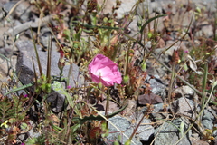 Convolvulus chilensis