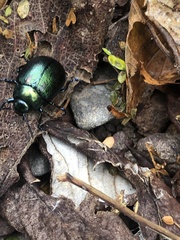 Leptinotarsa behrensi