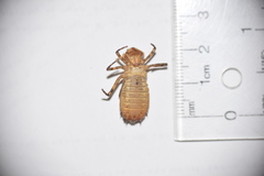 Neurocordulia yamaskanensis