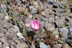 Convolvulus chilensis