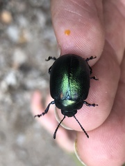 Leptinotarsa behrensi