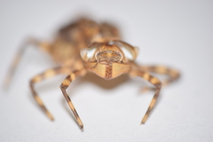 Neurocordulia yamaskanensis