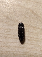 Acmaeodera