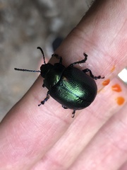 Leptinotarsa behrensi