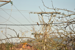 Dendrocopos major hispanus