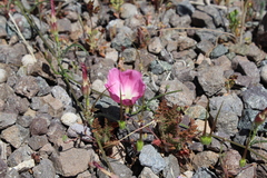 Convolvulus chilensis