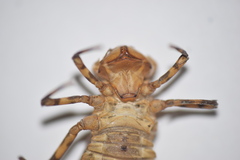 Neurocordulia yamaskanensis