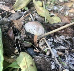 Lepiota cristata