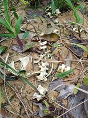 Vertebrata