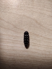 Acmaeodera