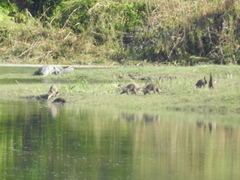 Lutrogale perspicillata