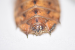 Neurocordulia yamaskanensis