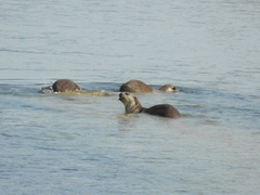 Lutrogale perspicillata