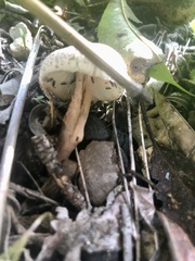 Lepiota cristata