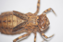 Neurocordulia yamaskanensis