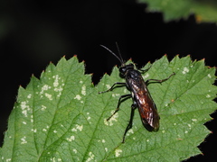 Macrophya blanda