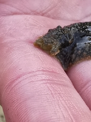 Dolabrifera nicaraguana