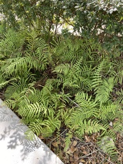 Thelypteridaceae
