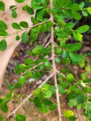 Erythroxylum brevipes