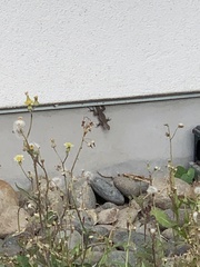Sceloporus occidentalis