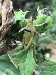 Sphenarium