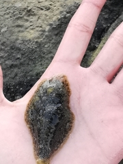 Dolabrifera nicaraguana