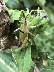 Sphenarium