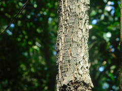 Guarea macrophylla
