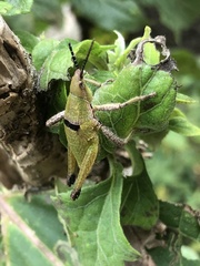 Sphenarium