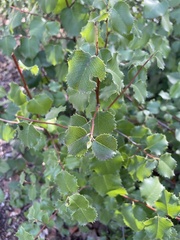 Prunus ilicifolia