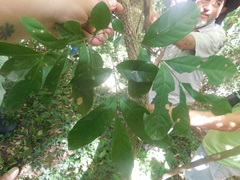 Guarea macrophylla