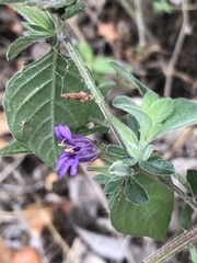 Dicliptera peduncularis