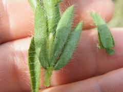 Leobordea foliosa
