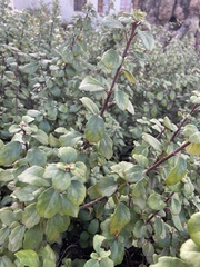 Ribes viburnifolium