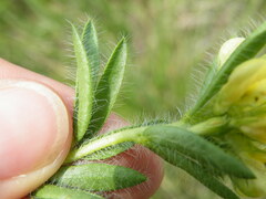 Leobordea foliosa