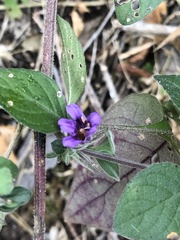 Dicliptera peduncularis