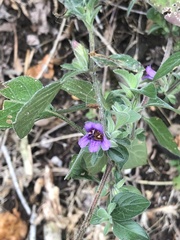 Dicliptera peduncularis