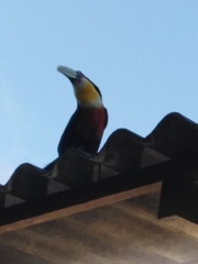 Ramphastos dicolorus
