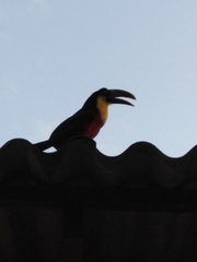 Ramphastos dicolorus
