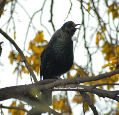 Prosthemadera novaeseelandiae