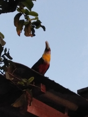 Ramphastos dicolorus