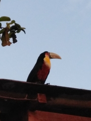 Ramphastos dicolorus
